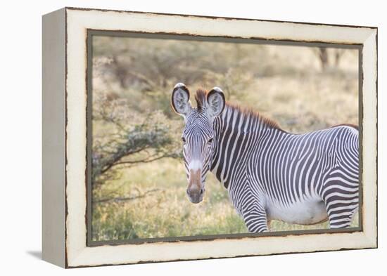 Africa, Kenya, Samburu National Game Reserve and Park, Grevy's Zebra.-Emily Wilson-Framed Premier Image Canvas