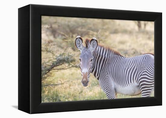 Africa, Kenya, Samburu National Game Reserve and Park, Grevy's Zebra.-Emily Wilson-Framed Premier Image Canvas