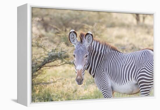 Africa, Kenya, Samburu National Game Reserve and Park, Grevy's Zebra.-Emily Wilson-Framed Premier Image Canvas