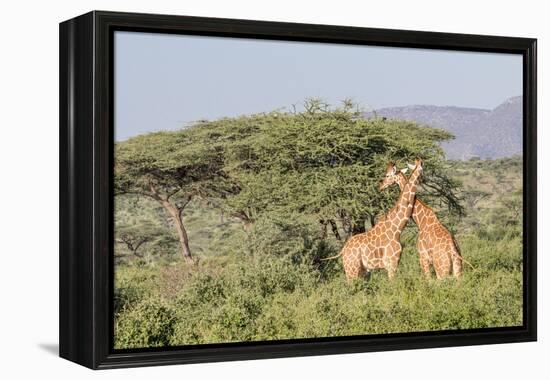 Africa, Kenya, Samburu National Park, Reticulated Giraffes at sunset.-Emily Wilson-Framed Premier Image Canvas