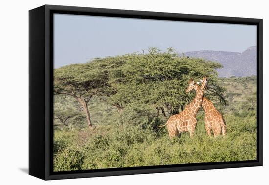 Africa, Kenya, Samburu National Park, Reticulated Giraffes at sunset.-Emily Wilson-Framed Premier Image Canvas