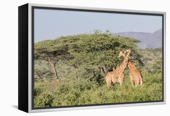 Africa, Kenya, Samburu National Park, Reticulated Giraffes at sunset.-Emily Wilson-Framed Premier Image Canvas