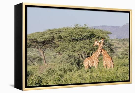 Africa, Kenya, Samburu National Park, Reticulated Giraffes at sunset.-Emily Wilson-Framed Premier Image Canvas