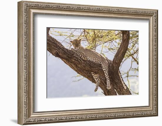 Africa, Kenya, Samburu National Reserve. African Leopard in tree.-Emily Wilson-Framed Photographic Print