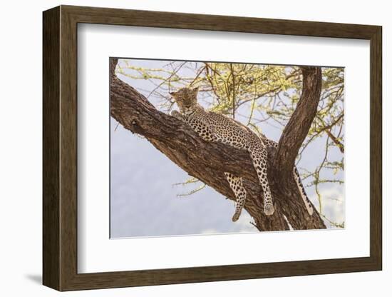 Africa, Kenya, Samburu National Reserve. African Leopard in tree.-Emily Wilson-Framed Photographic Print