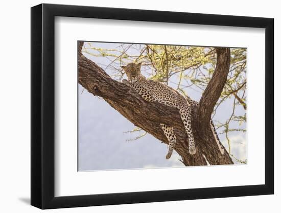 Africa, Kenya, Samburu National Reserve. African Leopard in tree.-Emily Wilson-Framed Photographic Print