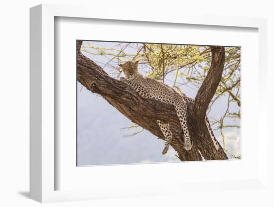 Africa, Kenya, Samburu National Reserve. African Leopard in tree.-Emily Wilson-Framed Photographic Print