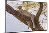 Africa, Kenya, Samburu National Reserve. African Leopard in tree.-Emily Wilson-Mounted Photographic Print