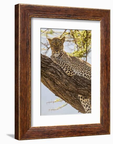 Africa, Kenya, Samburu National Reserve. African Leopard in tree.-Emily Wilson-Framed Photographic Print