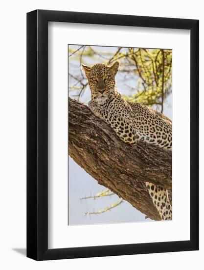 Africa, Kenya, Samburu National Reserve. African Leopard in tree.-Emily Wilson-Framed Photographic Print