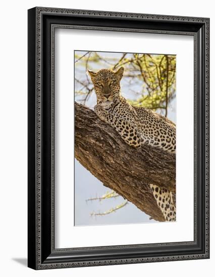 Africa, Kenya, Samburu National Reserve. African Leopard in tree.-Emily Wilson-Framed Photographic Print