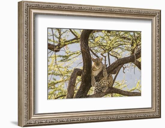 Africa, Kenya, Samburu National Reserve. African Leopard in tree.-Emily Wilson-Framed Photographic Print