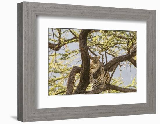 Africa, Kenya, Samburu National Reserve. African Leopard in tree.-Emily Wilson-Framed Photographic Print