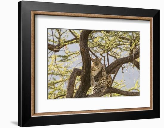 Africa, Kenya, Samburu National Reserve. African Leopard in tree.-Emily Wilson-Framed Photographic Print