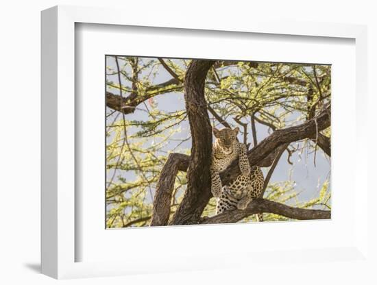 Africa, Kenya, Samburu National Reserve. African Leopard in tree.-Emily Wilson-Framed Photographic Print