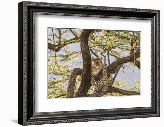 Africa, Kenya, Samburu National Reserve. African Leopard in tree.-Emily Wilson-Framed Photographic Print