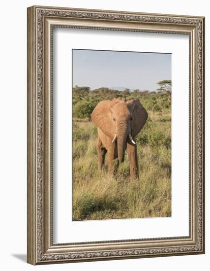 Africa, Kenya, Samburu National Reserve. Elephants in Savannah.(Loxodonta Africana.-Emily Wilson-Framed Photographic Print