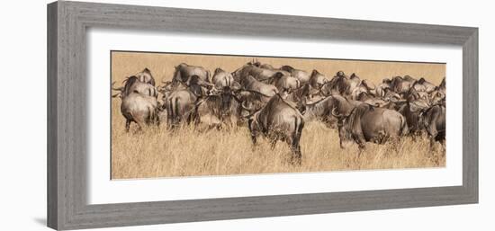 Africa, Kenya, wildebeest-George Theodore-Framed Photographic Print