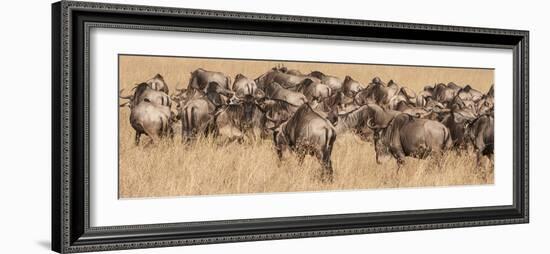 Africa, Kenya, wildebeest-George Theodore-Framed Photographic Print