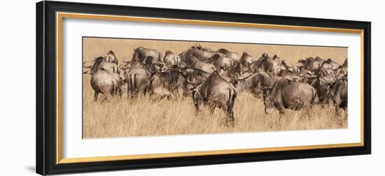 Africa, Kenya, wildebeest-George Theodore-Framed Photographic Print