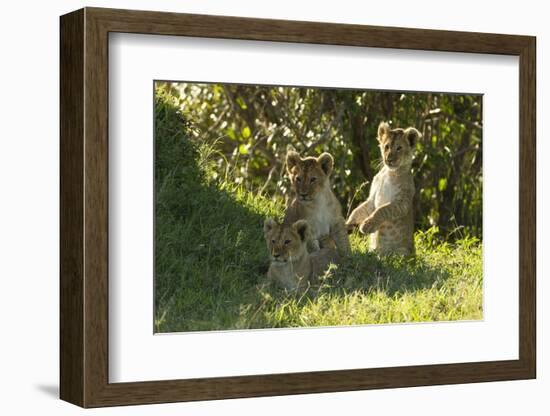 Africa Lion Cubs Playing-Mary Ann McDonald-Framed Photographic Print