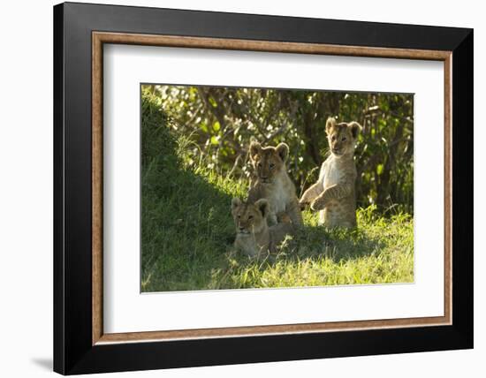 Africa Lion Cubs Playing-Mary Ann McDonald-Framed Photographic Print