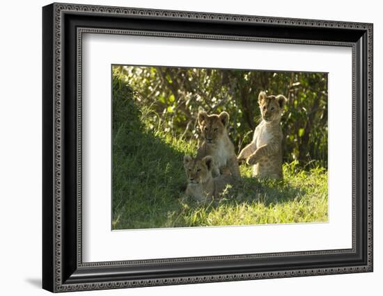 Africa Lion Cubs Playing-Mary Ann McDonald-Framed Photographic Print