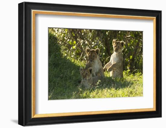 Africa Lion Cubs Playing-Mary Ann McDonald-Framed Photographic Print