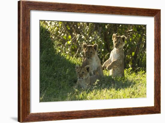 Africa Lion Cubs Playing-Mary Ann McDonald-Framed Photographic Print