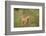 Africa, Lioness and cub-Lee Klopfer-Framed Photographic Print