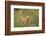 Africa, Lioness and cub-Lee Klopfer-Framed Photographic Print