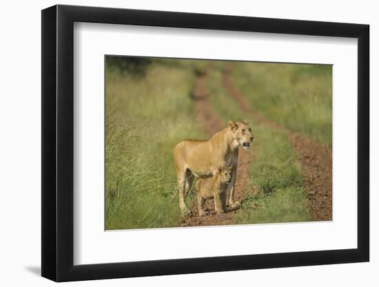 Africa, Lioness and cub-Lee Klopfer-Framed Photographic Print