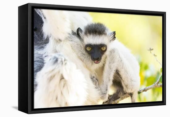 Africa, Madagascar, A baby Verreaux's sifaka playing in a tree right next to its mother.-Ellen Goff-Framed Premier Image Canvas