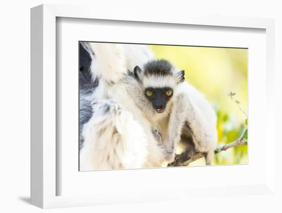 Africa, Madagascar, A baby Verreaux's sifaka playing in a tree right next to its mother.-Ellen Goff-Framed Photographic Print