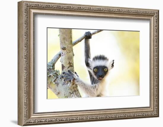 Africa, Madagascar, A baby Verreaux's sifaka playing in a tree right next to its mother.-Ellen Goff-Framed Photographic Print