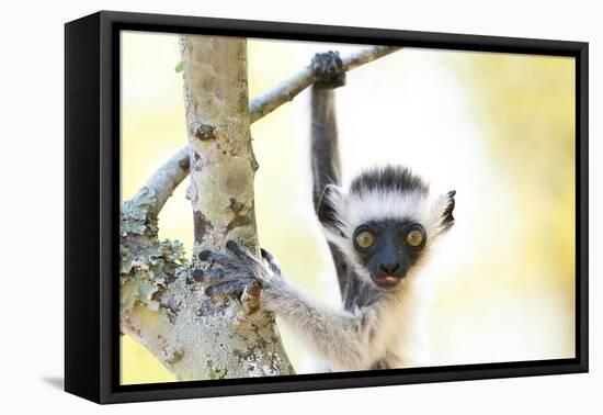 Africa, Madagascar, A baby Verreaux's sifaka playing in a tree right next to its mother.-Ellen Goff-Framed Premier Image Canvas