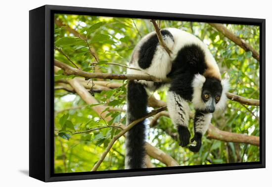 Africa, Madagascar. A black-and-white ruffed lemur completely relaxes in a tree.-Ellen Goff-Framed Premier Image Canvas