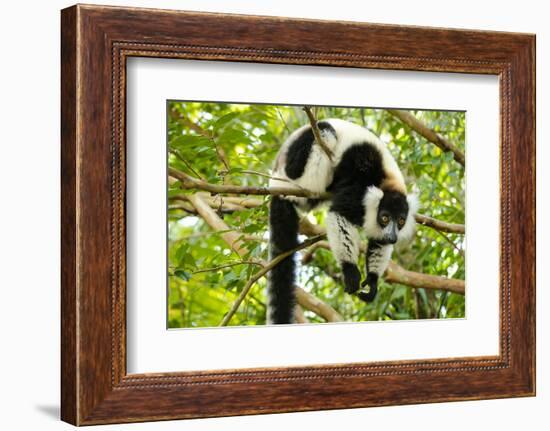 Africa, Madagascar. A black-and-white ruffed lemur completely relaxes in a tree.-Ellen Goff-Framed Photographic Print