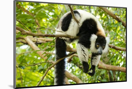 Africa, Madagascar. A black-and-white ruffed lemur completely relaxes in a tree.-Ellen Goff-Mounted Photographic Print