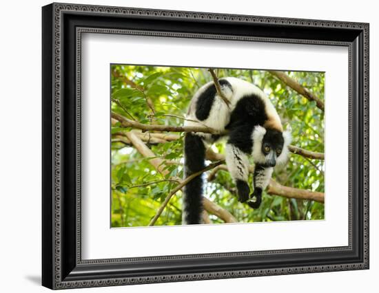 Africa, Madagascar. A black-and-white ruffed lemur completely relaxes in a tree.-Ellen Goff-Framed Photographic Print