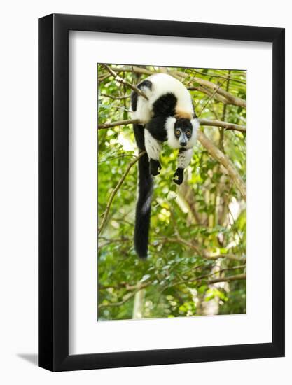 Africa, Madagascar. A black-and-white ruffed lemur completely relaxes in a tree.-Ellen Goff-Framed Photographic Print