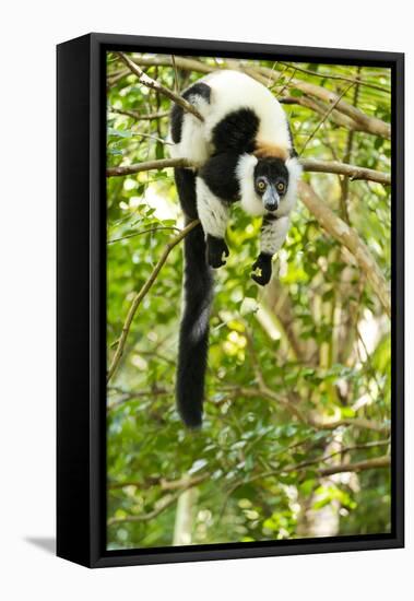 Africa, Madagascar. A black-and-white ruffed lemur completely relaxes in a tree.-Ellen Goff-Framed Premier Image Canvas