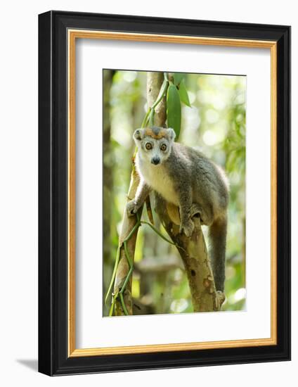Africa, Madagascar. A female crowned lemur has a gray head and body with a rufous crown.-Ellen Goff-Framed Photographic Print