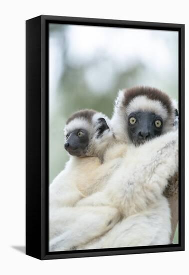 Africa, Madagascar. A female sifaka clings to a tree while its baby holding on to the mother's back-Ellen Goff-Framed Premier Image Canvas