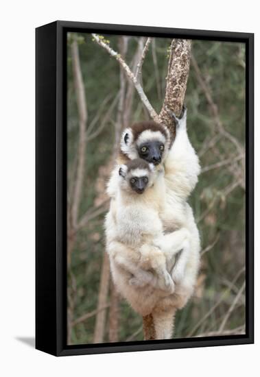 Africa, Madagascar. A female sifaka clings to a tree while its baby holding on to the mother's back-Ellen Goff-Framed Premier Image Canvas