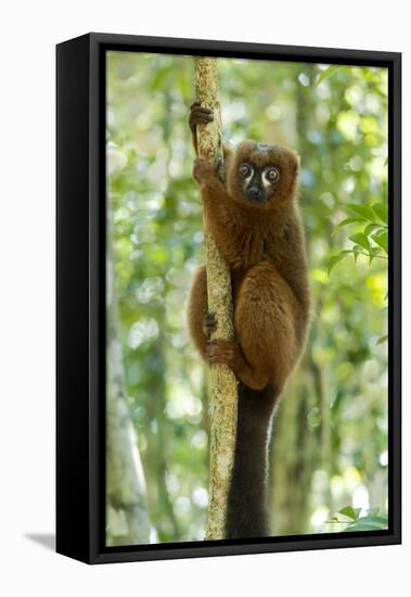 Africa, Madagascar. A male red-bellied lemur with its white markings under its eyes-Ellen Goff-Framed Premier Image Canvas