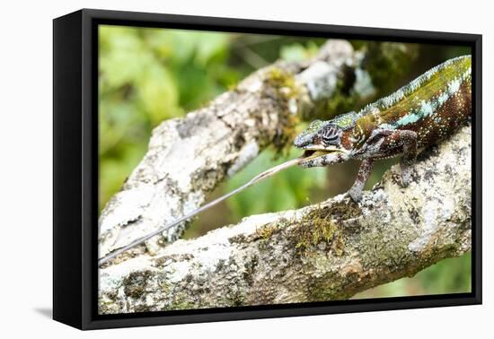 Africa, Madagascar. A panther chameleon sticks out its tongue to get an insect.-Ellen Goff-Framed Premier Image Canvas