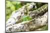 Africa, Madagascar. A panther chameleon sticks out its tongue to get an insect.-Ellen Goff-Mounted Photographic Print