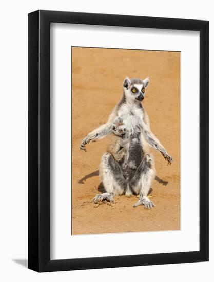 Africa, Madagascar, A ring-tailed lemur sits with its belly exposed to the morning sun to warm up.-Ellen Goff-Framed Photographic Print
