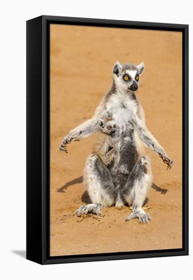 Africa, Madagascar, A ring-tailed lemur sits with its belly exposed to the morning sun to warm up.-Ellen Goff-Framed Premier Image Canvas